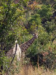 090516_Pilanesberg 117
